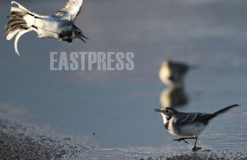 EA269051, Eastpress, Lapinjärvi, Finland
